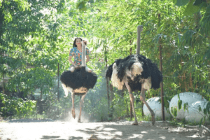 TOUR ĐẢO KHỈ SUỐI HOA LAN 1 NGÀY: HÀNH TRÌNH TÌM VỀ THIÊN NHIÊN HOANG SƠ GIỮA VỊNH NHA PHU