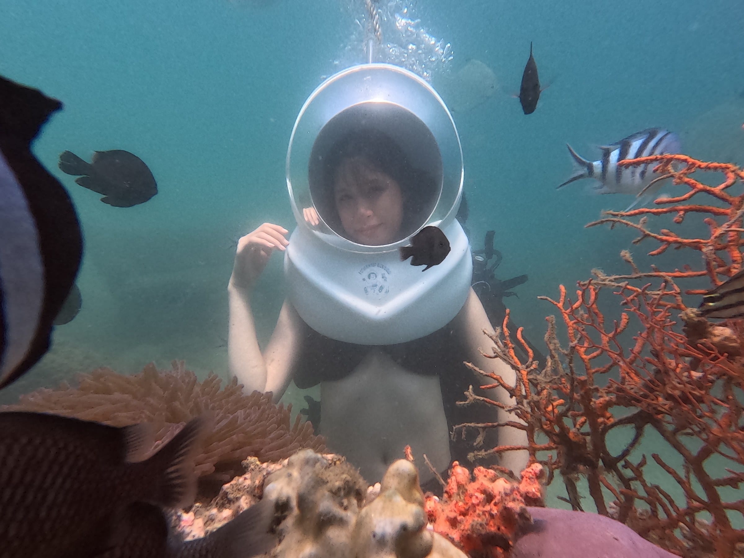 Đàn cá bơi quanh du khách khi đi bộ dưới đáy biển Nha Trang