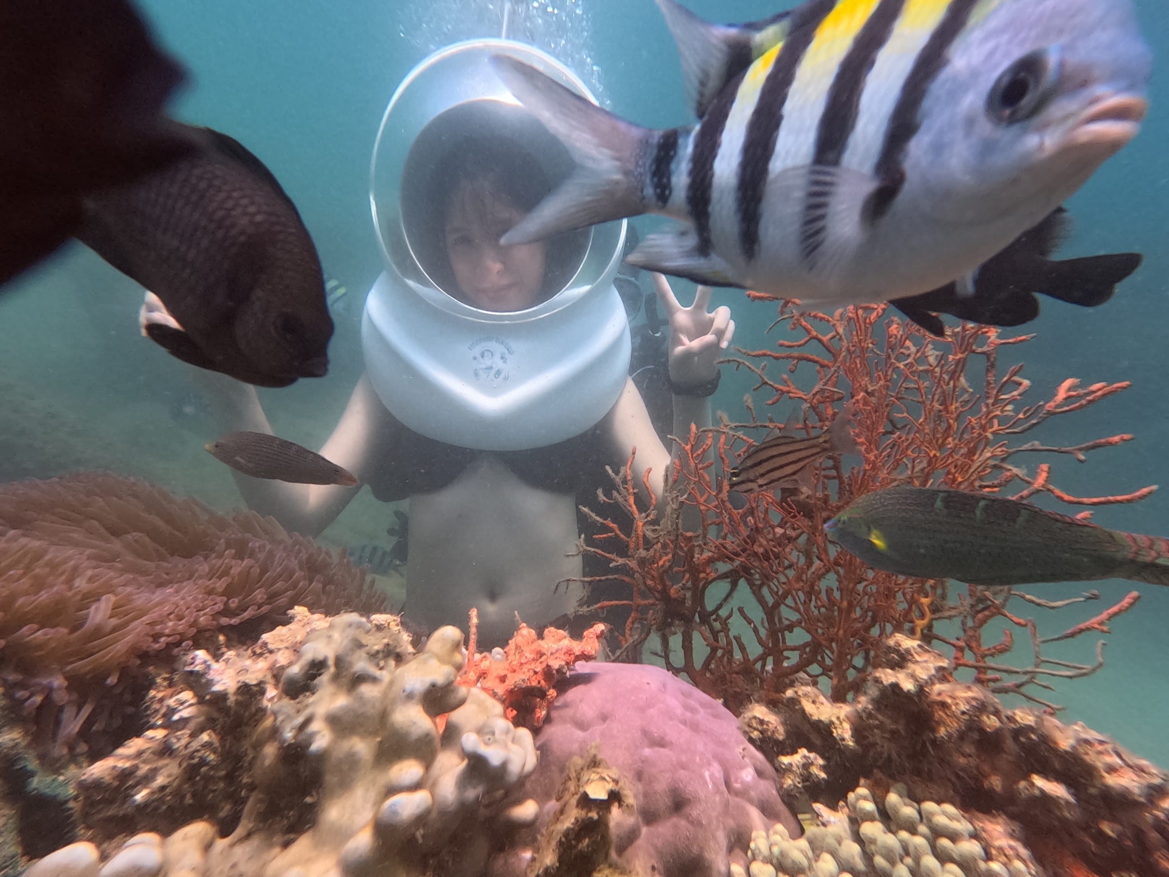 Rạn san hô và cá biển nhìn từ tour đi bộ dưới đáy biển Nha Trang