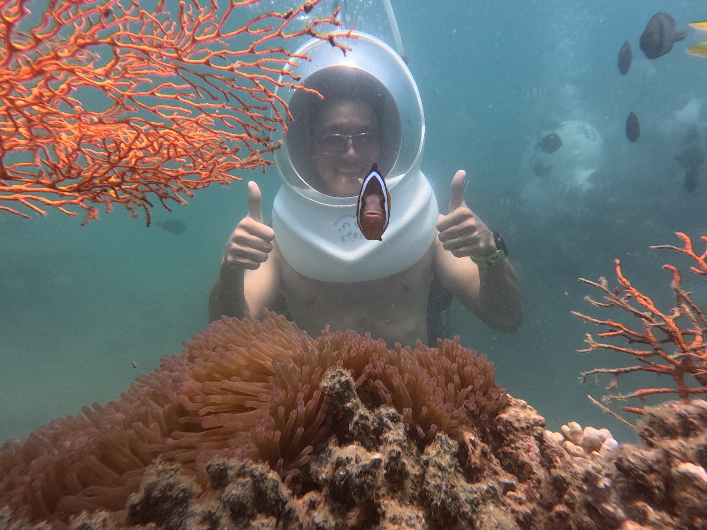 Đàn cá bơi quanh du khách khi đi bộ dưới đáy biển Nha Trang