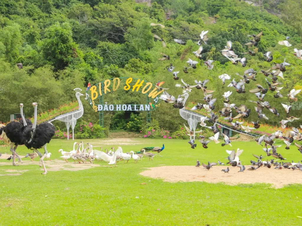Bird Show Đảo Hoa Lan – đà điểu, công và đàn chim bay